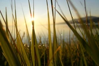 La lumière du soleil du matin scintille sur l'herbe humide de rosée près de l'eau