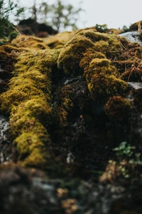 Üppiges Moos, das das felsige Terrain in einer herbstlichen Waldlandschaft bedeckt.