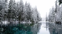 Sérénité hivernale : Arbres couverts de neige se reflétant dans un lac tranquille