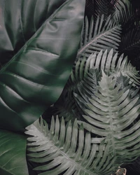 Lush Greenery: A Close-Up of Diverse Leaf Textures and Shapes