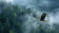 Majestic eagle soaring through a foggy forest landscape.