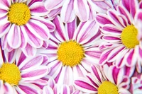 Lebendige pinke Chrysanthemen mit gelben Zentren