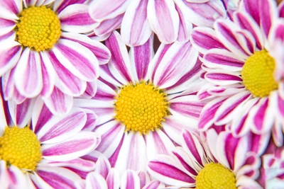 Vibrant Pink Chrysanthemums with Yellow Centers