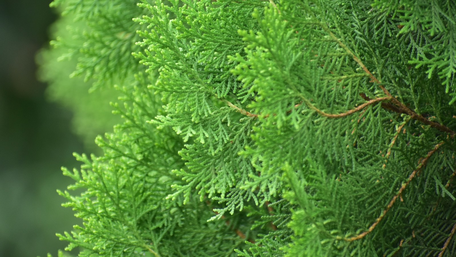 Um close em uma árvore verde com um pássaro empoleirado nela (árvore, abeto, coníferas, planta, vegetação)