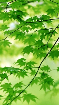 Lush Green Maple Leaves on a Branch