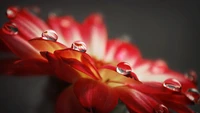 Gros plan d'une fleur rouge avec des gouttes de rosée sur les pétales