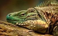 Close-Up of a Vibrant Scaled Iguana Resting on a Log