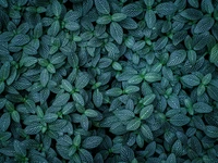 Lush Green Leaf Pattern: A Close-Up of Vibrant Groundcover Plants