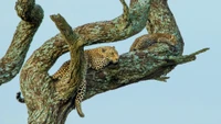 cat, plant, branch, twig, leopard wallpaper