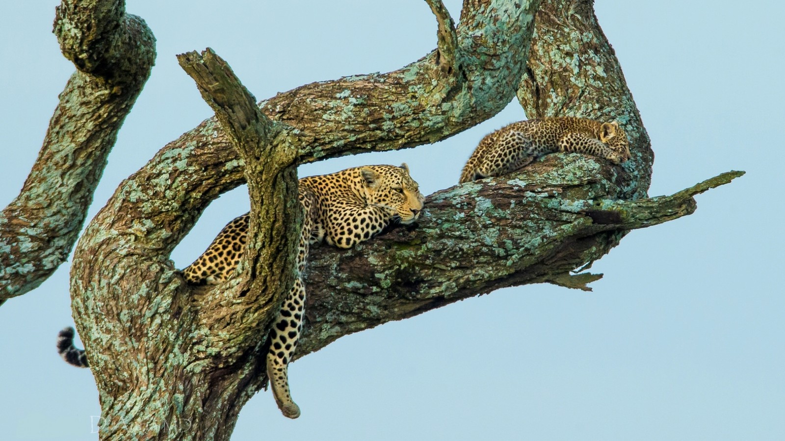 There are two leopards that are sitting in a tree (cat, plant, branch, twig, leopard)