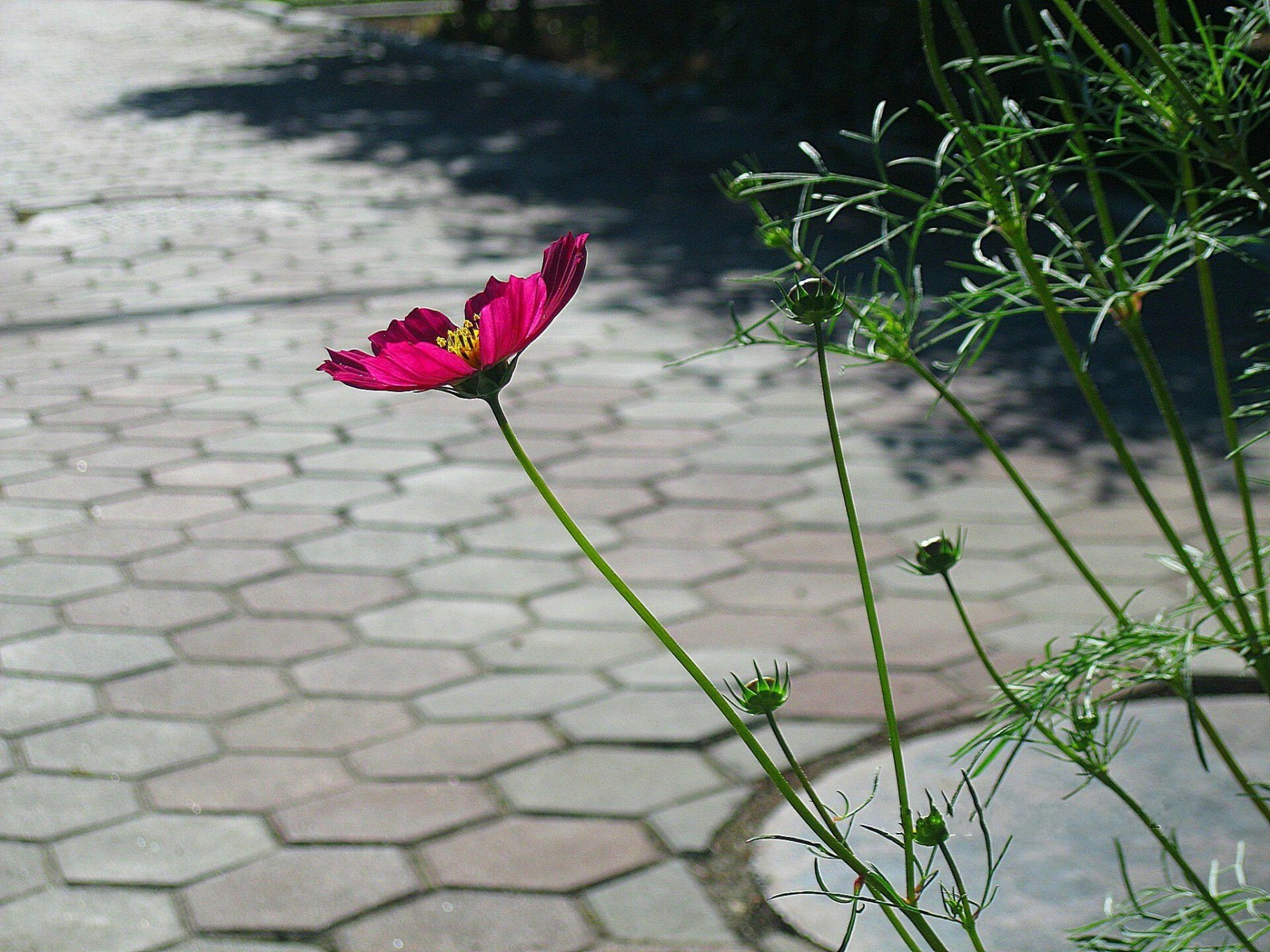 Hay una flor rosa creciendo em uma planta (pétalo, planta, rosas de jardín, insecto, hojas)