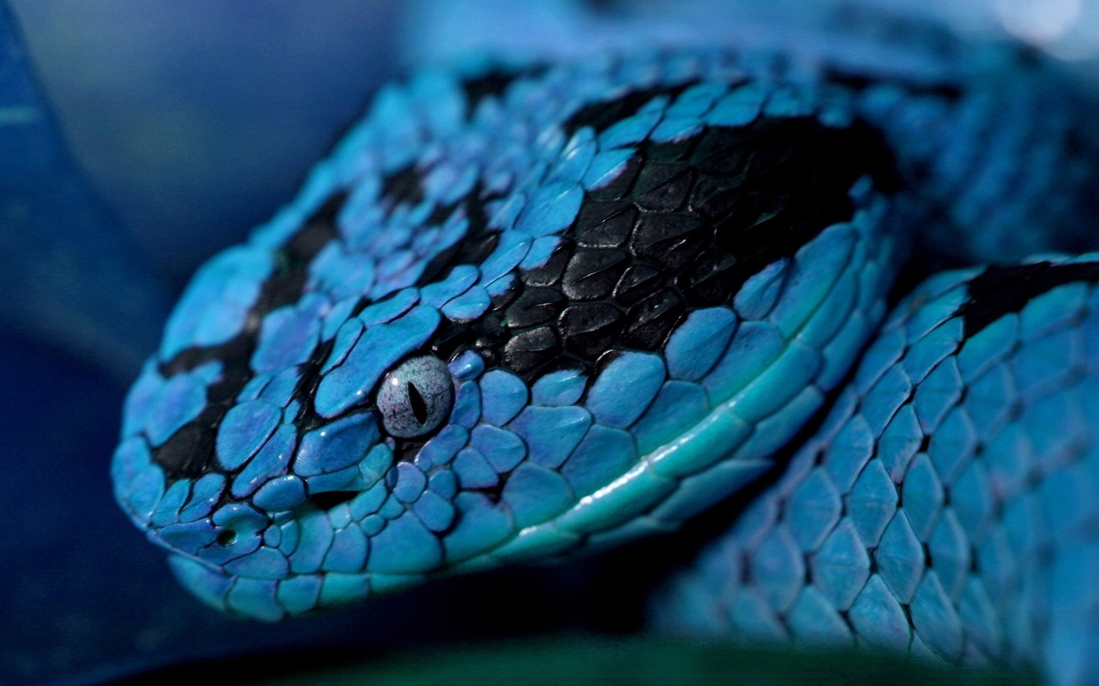 Um close de uma cobra azul com manchas pretas no rosto (serpente, turquesa, réptil escamoso, mamba, fotografia macro)