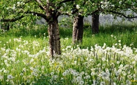 Prairie remplie de pissenlits sous des arbres en fleurs dans un jardin printanier vibrant.