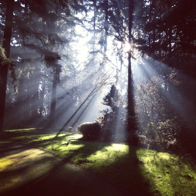 Sunlight Streaming Through Trees in a Lush Forest