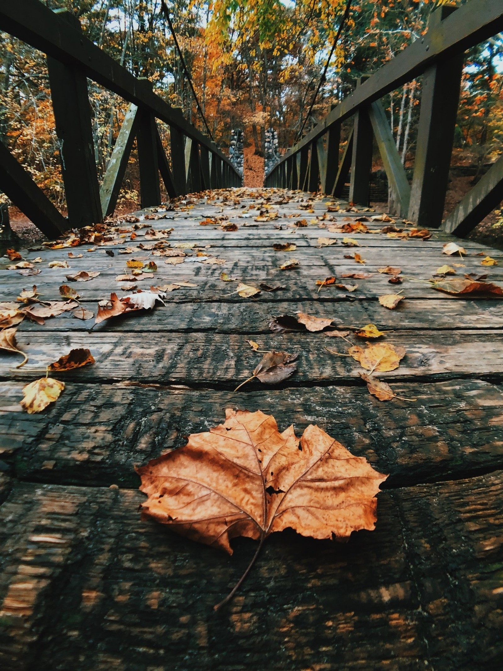 Un gros plan d'une feuille posée sur un pont en bois (4k, arrière plan, automne, guzel, halloween)