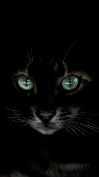 black, cat wallpaper