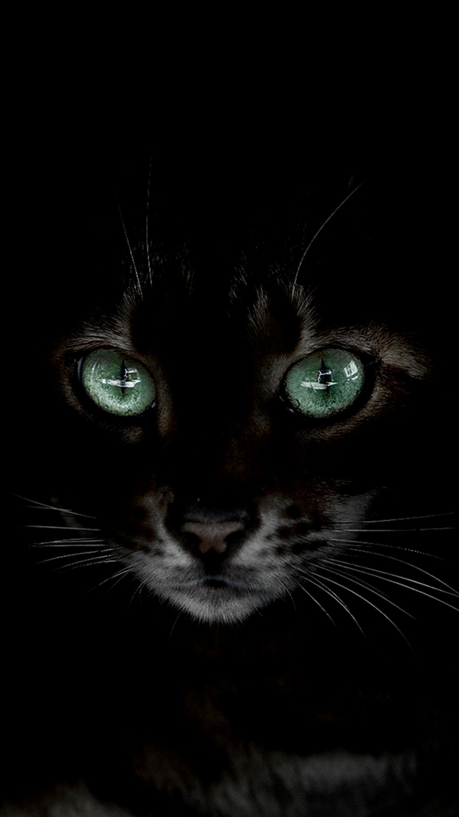 There is a black cat with green eyes in the dark (black, cat)