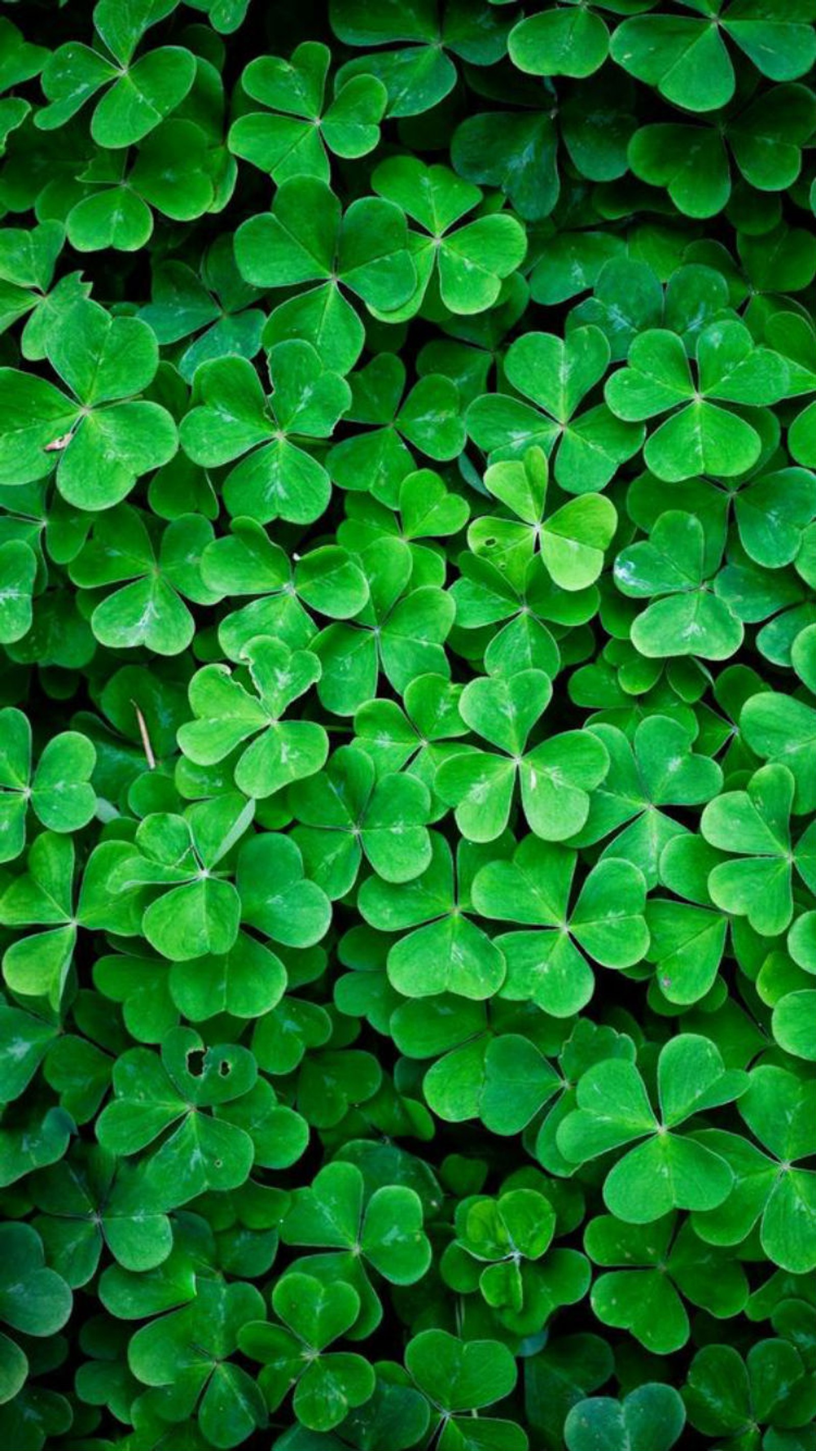 A close up of a bunch of green clover leaves (charm, clovers, four, green, ireland)