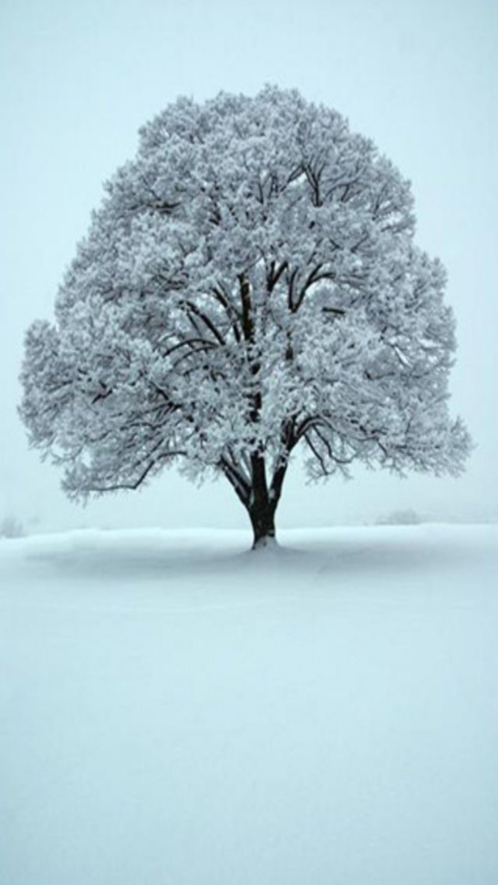 Descargar fondo de pantalla paisaje, naturaleza, árbol de invierno