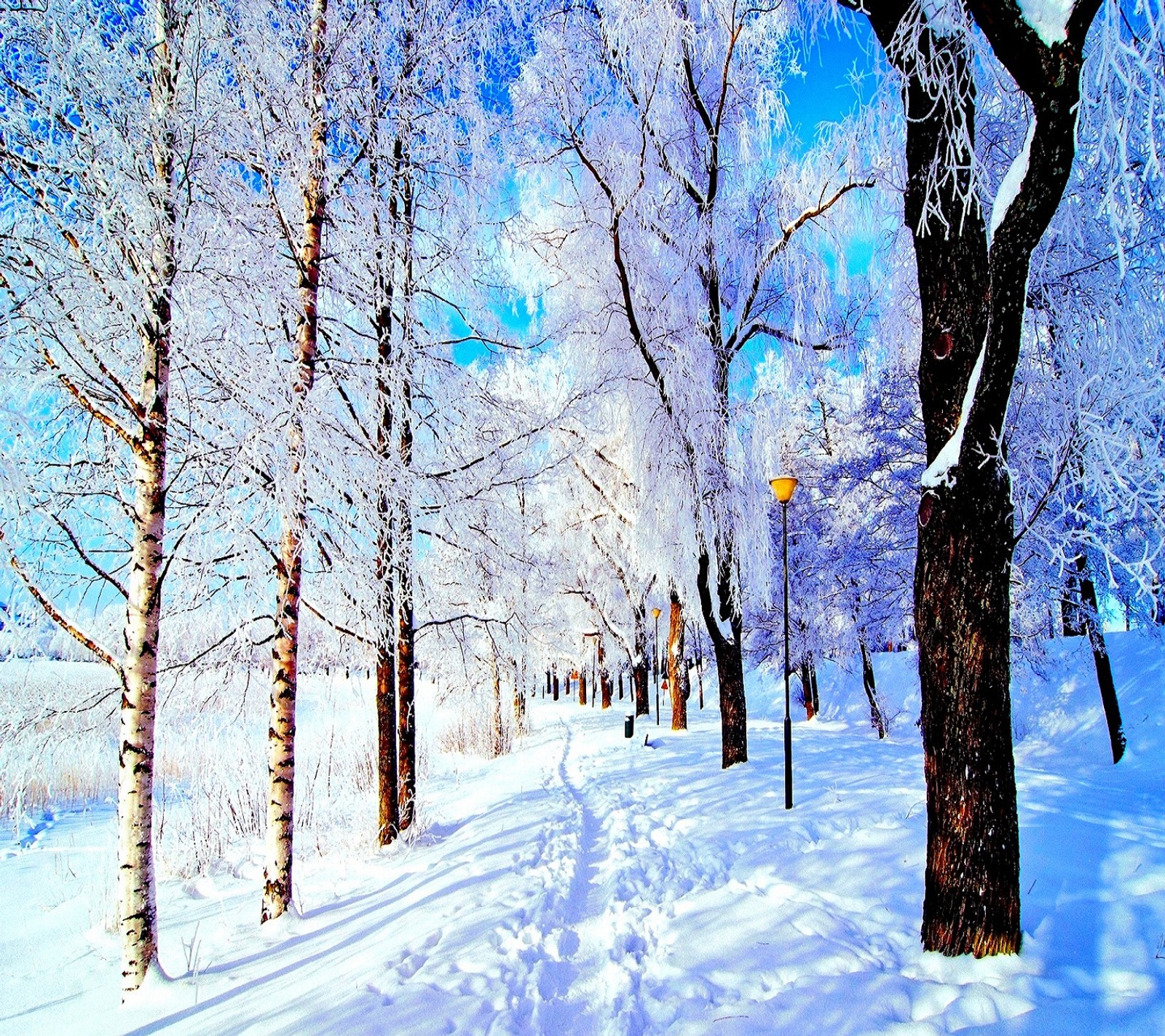 Verschneite bäume entlang eines weges in einem park mit schnee auf ihnen (park, winter)