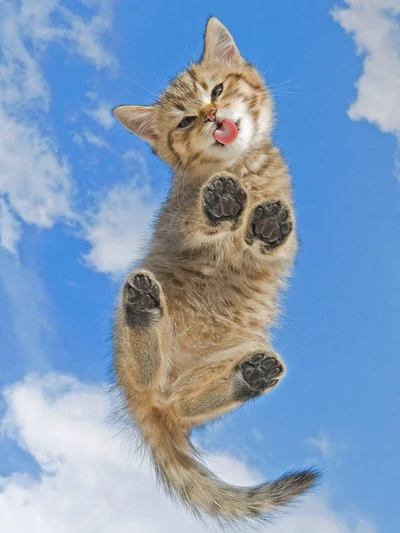 Playful Kitten Against a Blue Sky