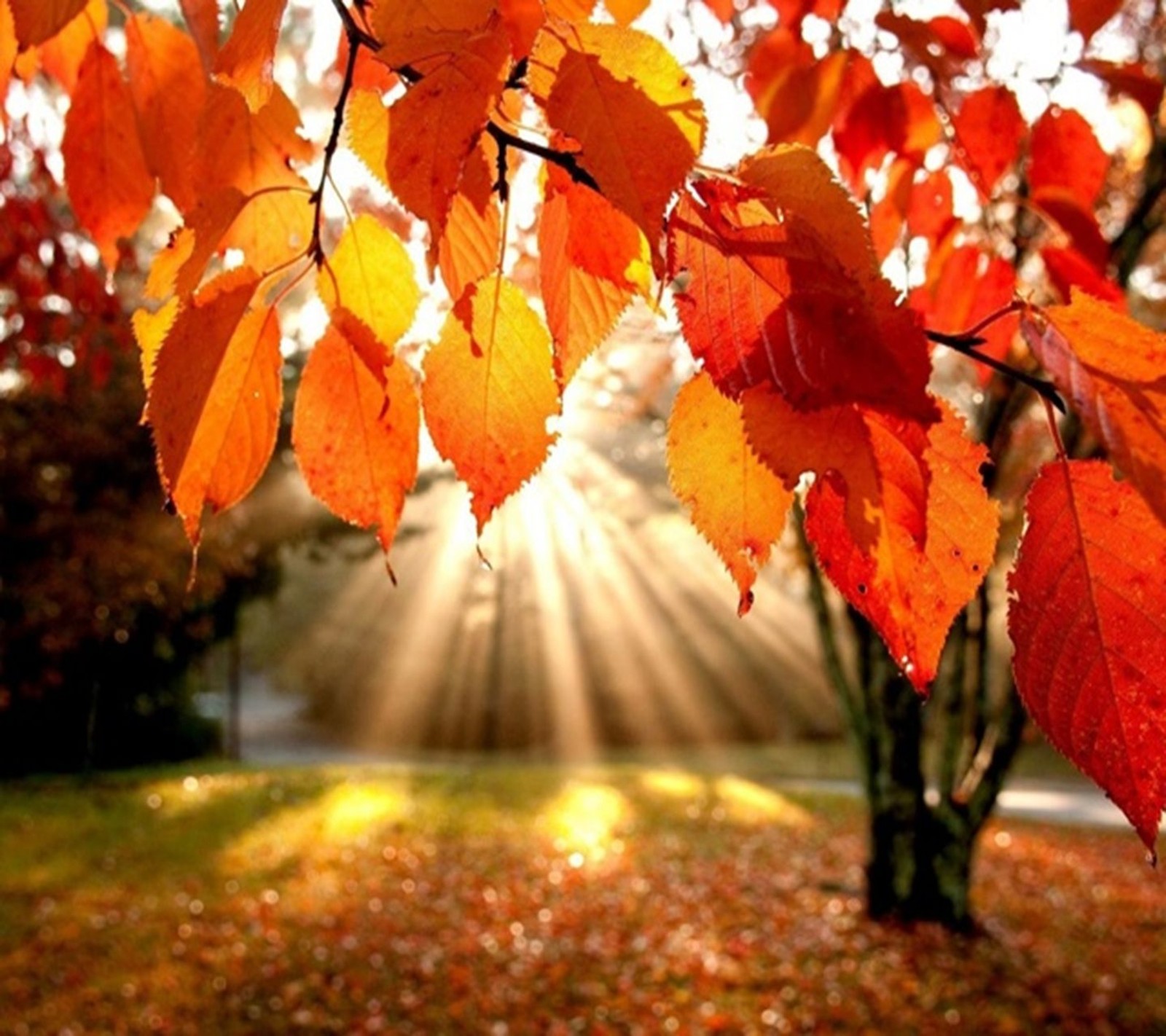 Lade herbst, blatt, blätter, natur, nett Hintergrund herunter