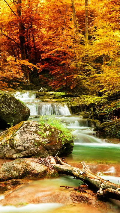 Autumn Serenity: A Tranquil Forest Stream Surrounded by Vibrant Foliage