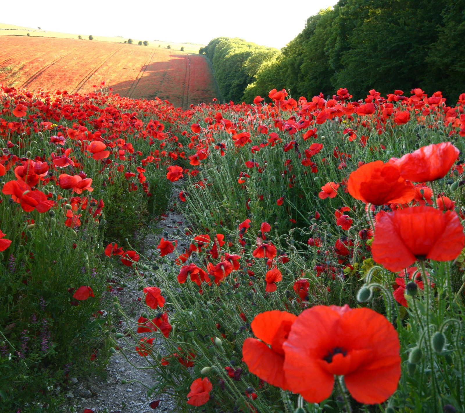 Es gibt viele rote blumen in einem feld mit grünem gras (blumen, damit wir nicht vergessen, mohnblumen, rot)