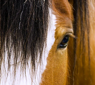 animal, ojo, caballo