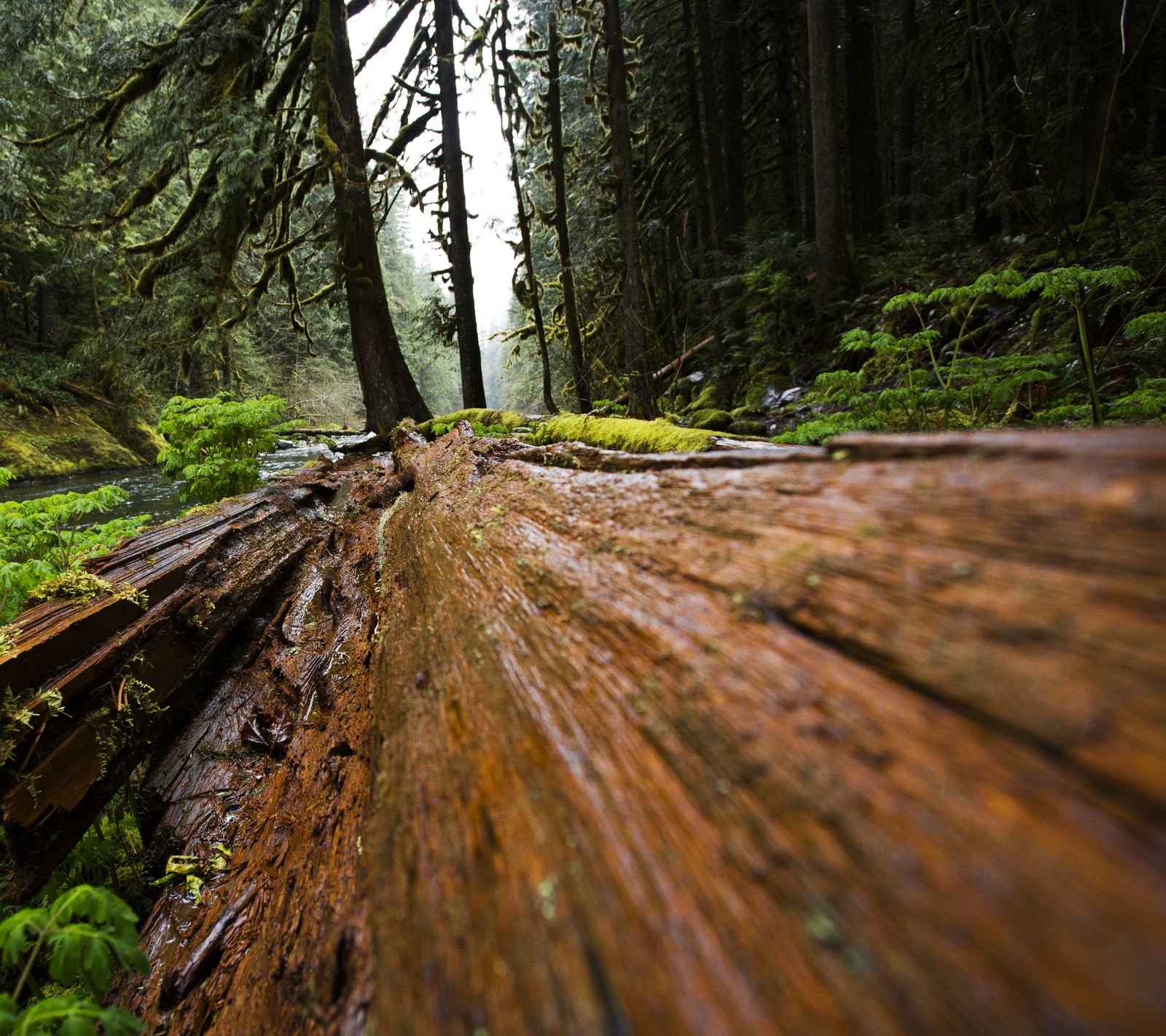 Hay un tronco grande acostado en medio del bosque (earthporn, bosque, naturaleza, al aire libre, árbol)