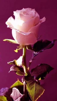 Elegant pink rose against a rich purple background.