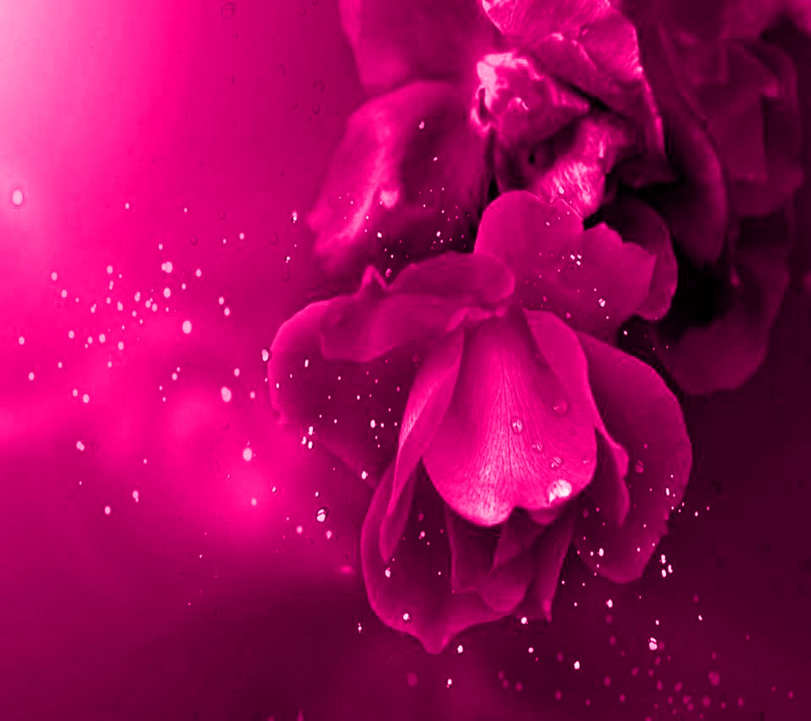 Download pink roses, wallpaper for free