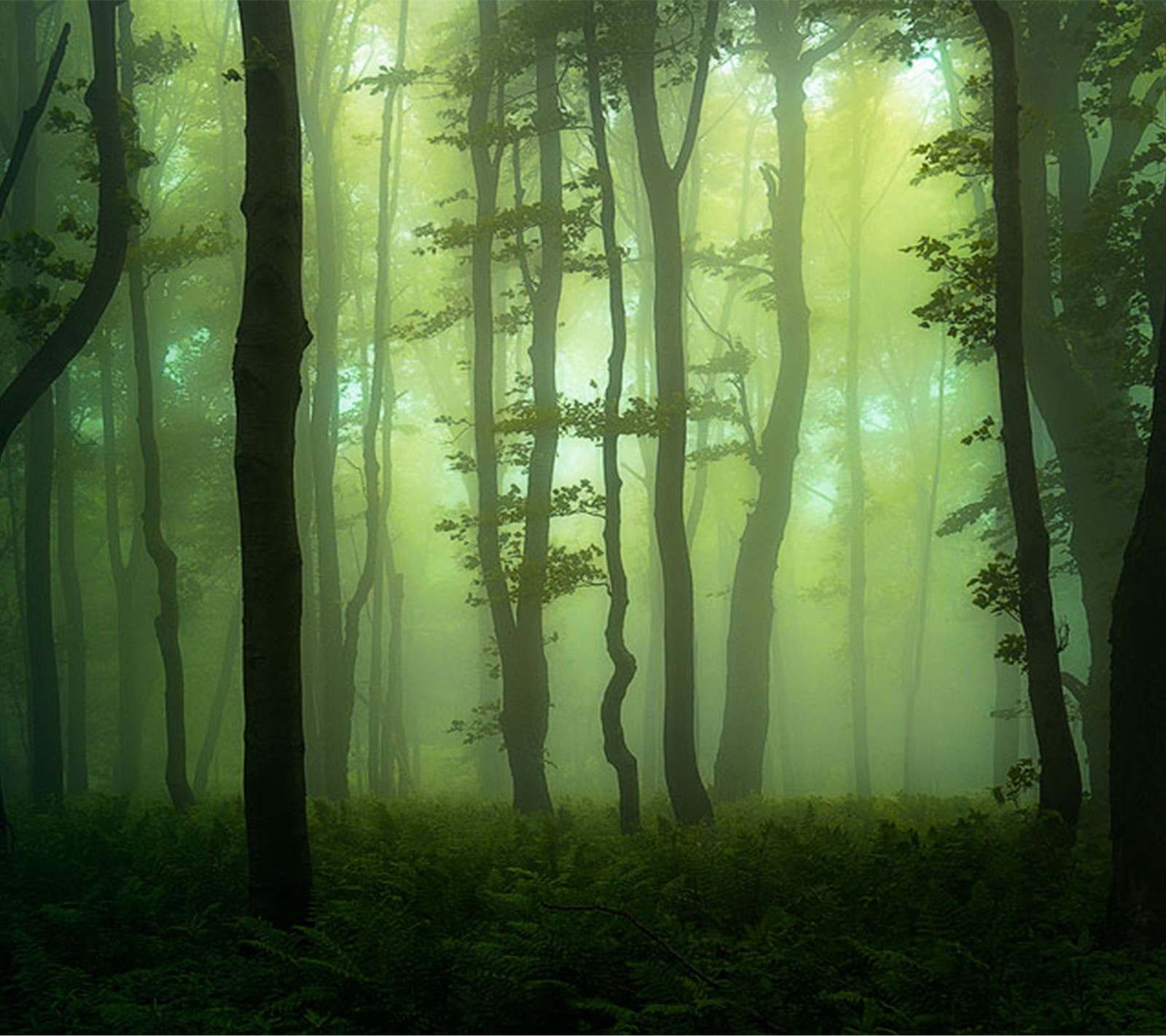 Bäume im nebel in einem wald mit einer bank im vordergrund (neblig, wald)