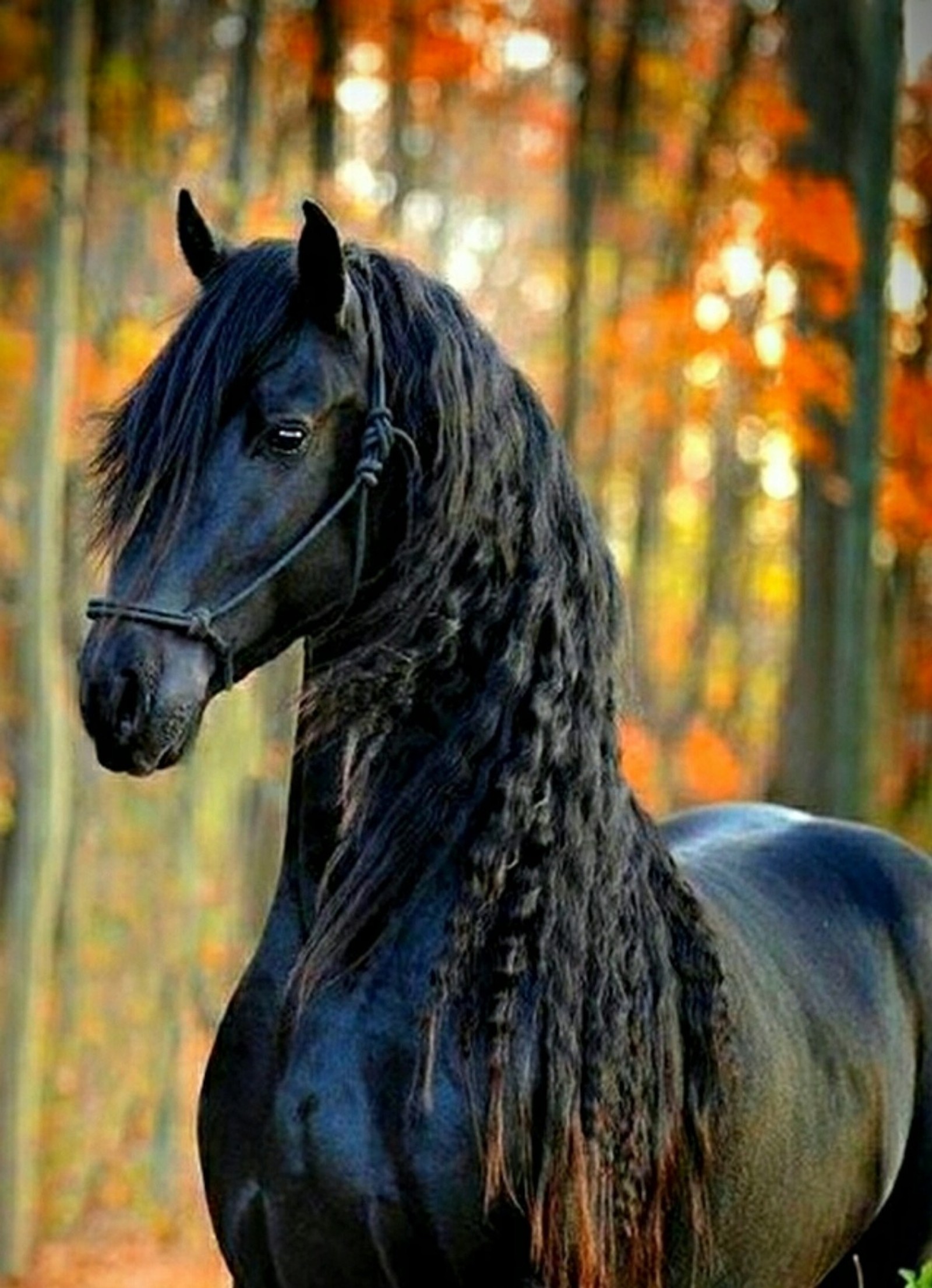 Um cavalo negro esbelto com uma longa crina em pé em uma floresta (frísio, cavalo, cavalo preto, equino, outono)