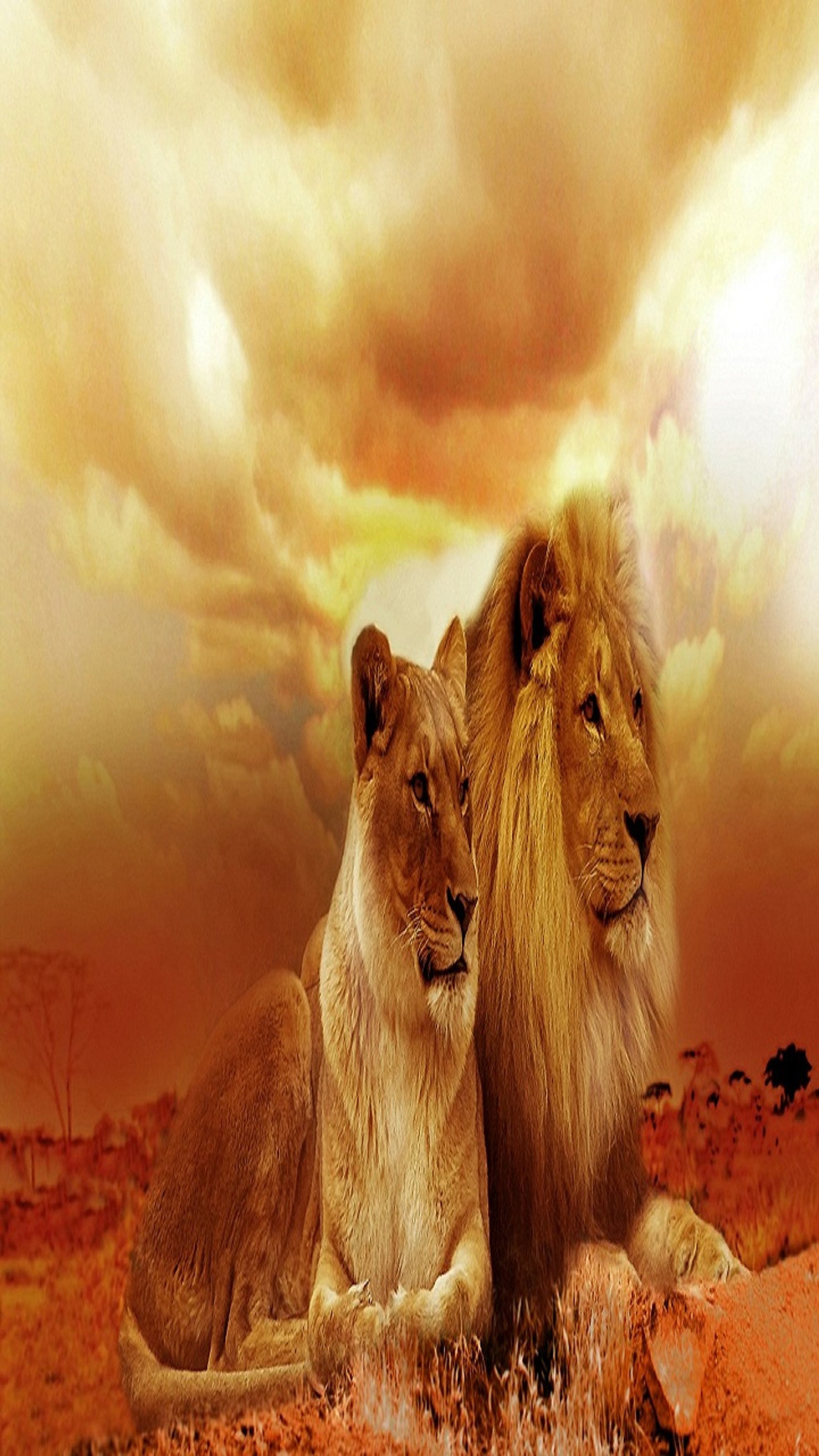 lions, love, nature Download Wallpaper