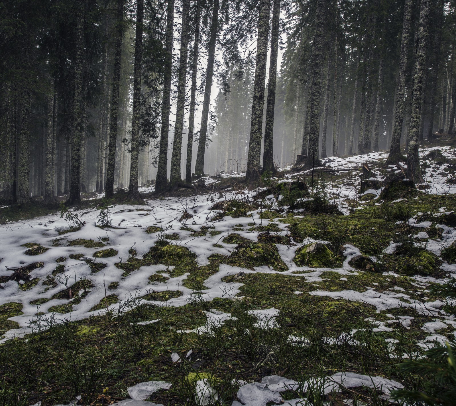 Snowy forest with snow and trees in the background (earthporn, forest, nature, outdoors, tree)