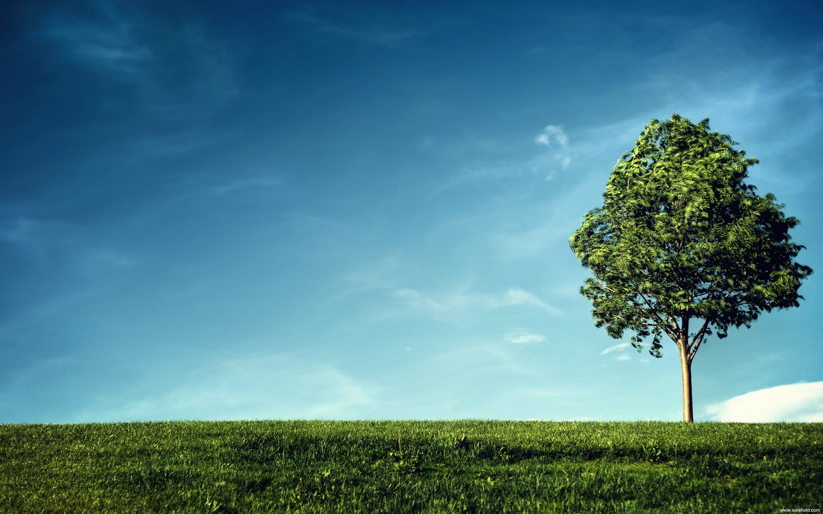 Arafed tree on a grassy hill with a blue sky in the background (green, nature, herbes, landscape, leaves)