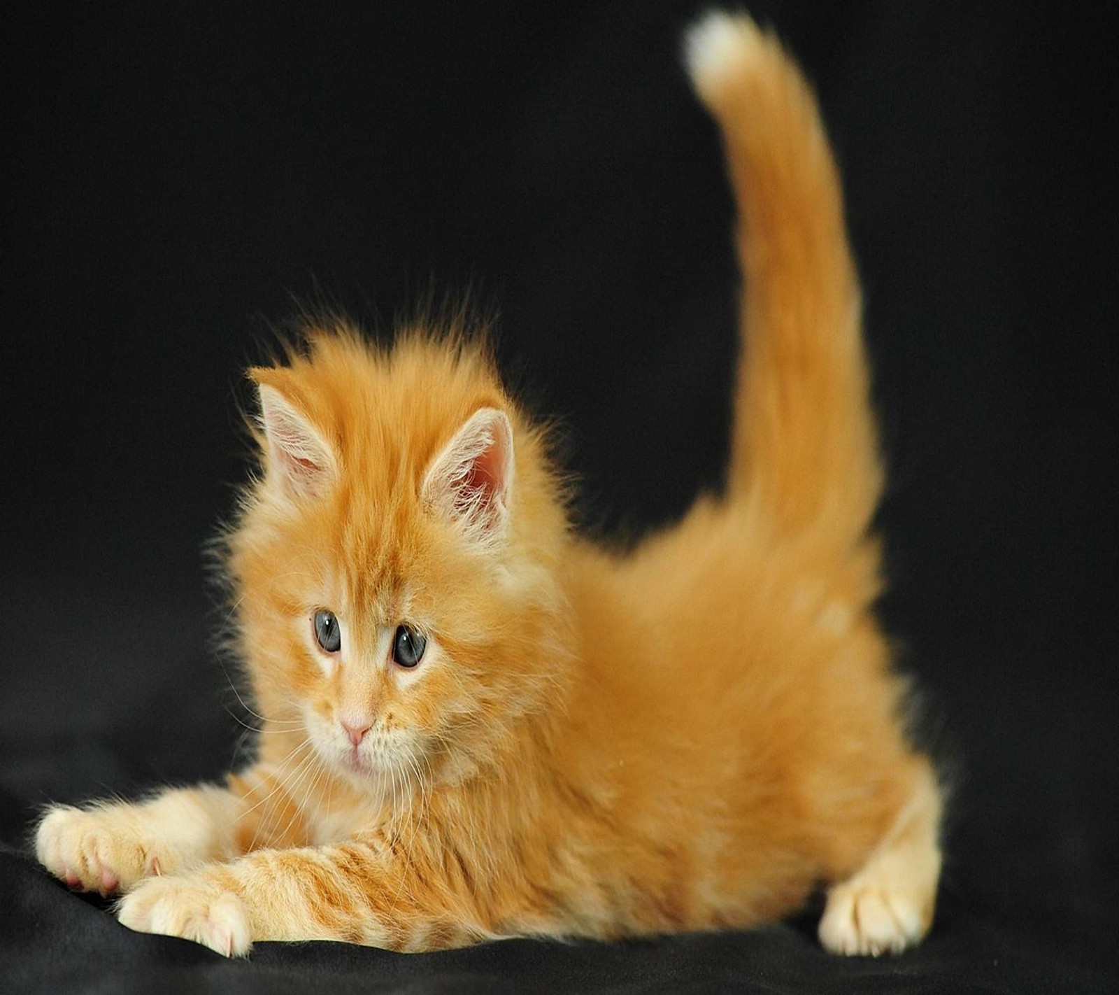 Un petit chaton orange est allongé sur une surface noire (animal, chat, mignon, sympa)