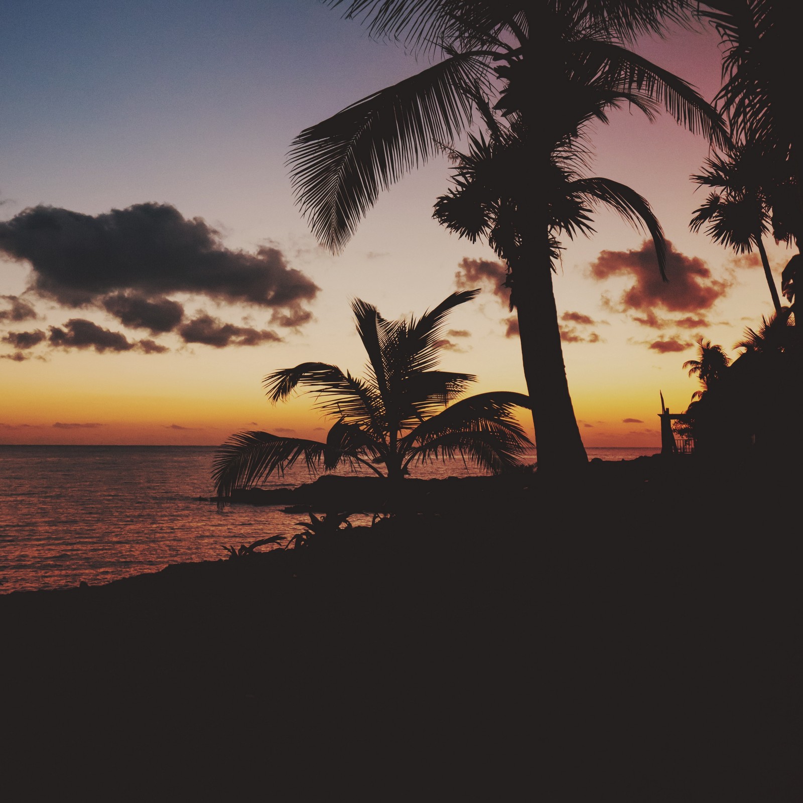 sunset, tree, palm tree, tropics, dusk wallpaper