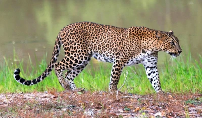 Leopardo vagando em um sereno ecossistema de parque nacional