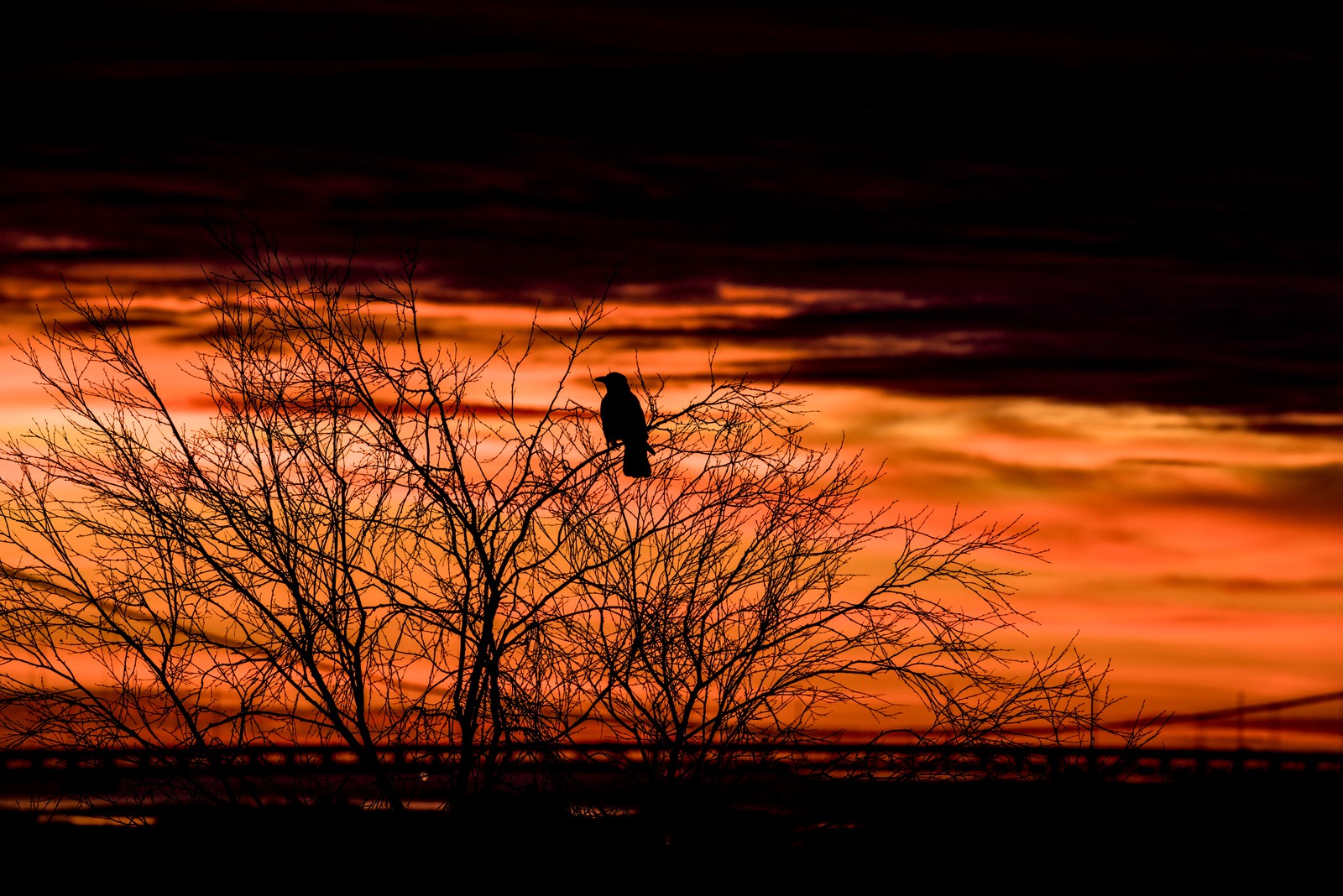 Une girafe assise sur un arbre avec un coucher de soleil en arrière-plan (rouge, lever de soleil, crépuscule, coucher de soleil, branche)