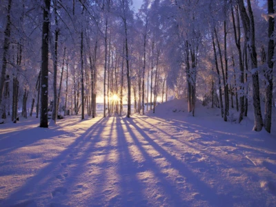 Sendero boscoso invernal iluminado por el sol en Alaska