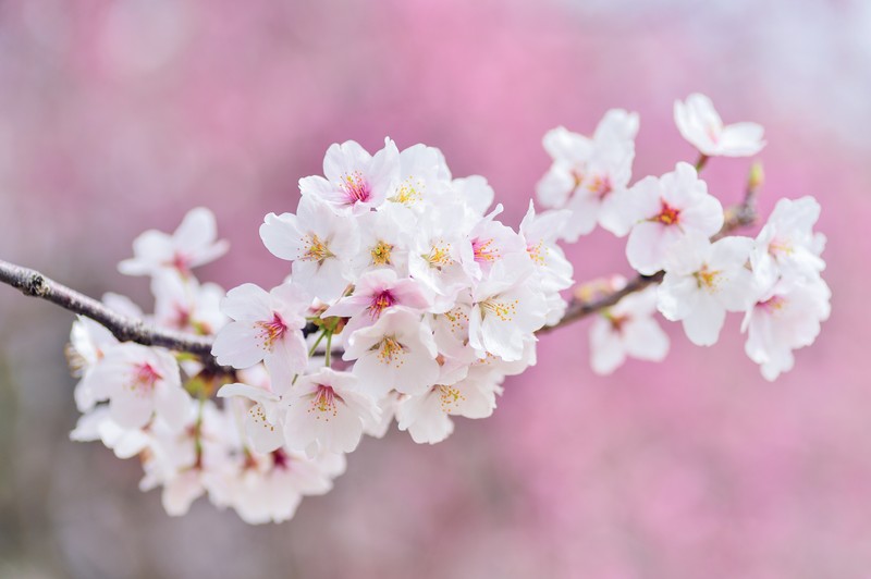 Крупный план ветки вишневого дерева с белыми цветами (cherry flowers, цветение сакуры, весна, розовые цветы, 5k)