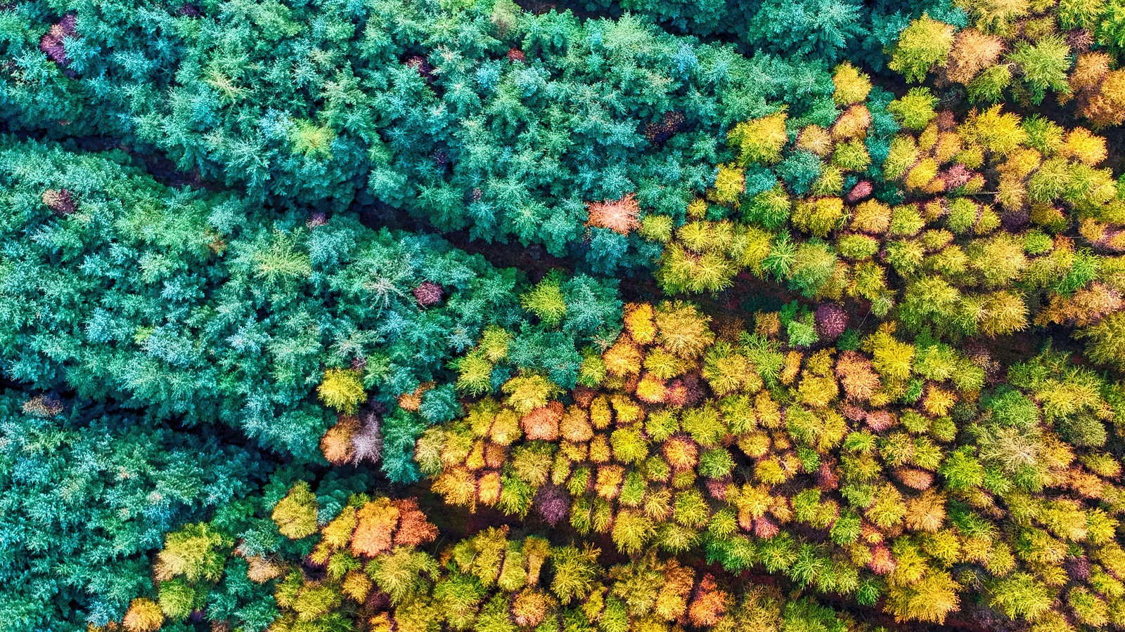 Aerial view of a forest with many different colored trees (autumn, season, forest, aerial, scenery)