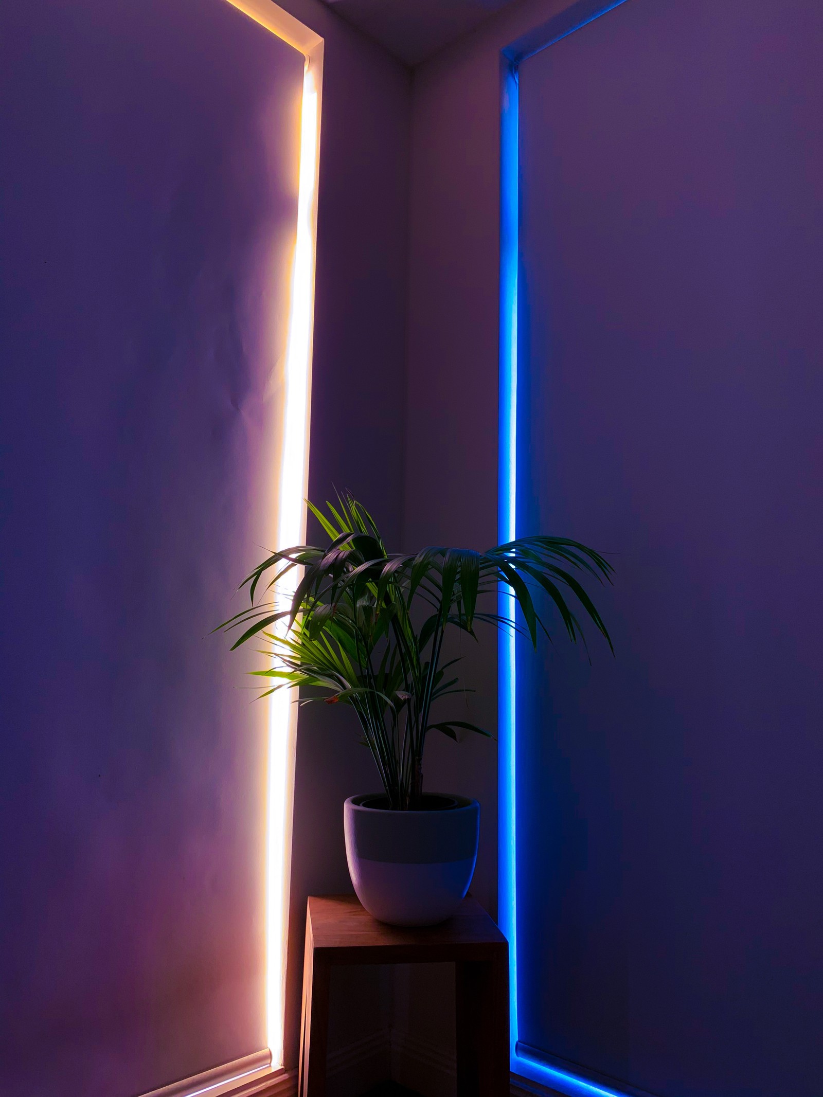 Hay una planta que está en una maceta en una habitación (púrpura, iluminación, techo, violeta, lámpara)