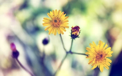 planta com flores, planta, amarelo, pétala, flor silvestre