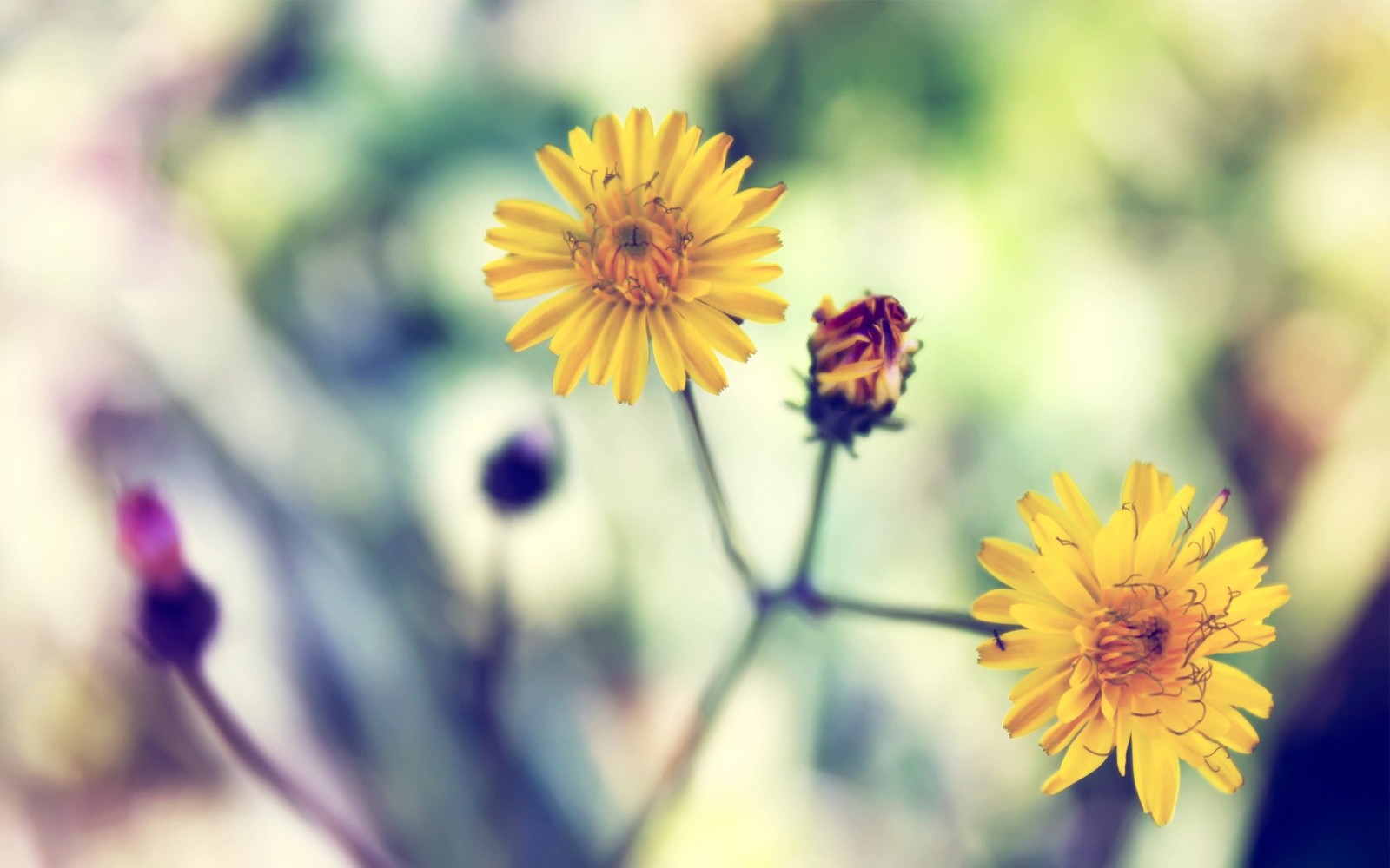 Des fleurs jaunes avec une coccinelle dessus (plante à fleurs, plante, jaune, pétale, fleur sauvage)