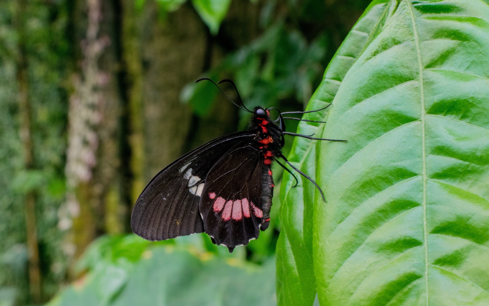 There is a butterfly that is sitting on a leaf (insect, moth, butterfly, moths and butterflies, invertebrate)