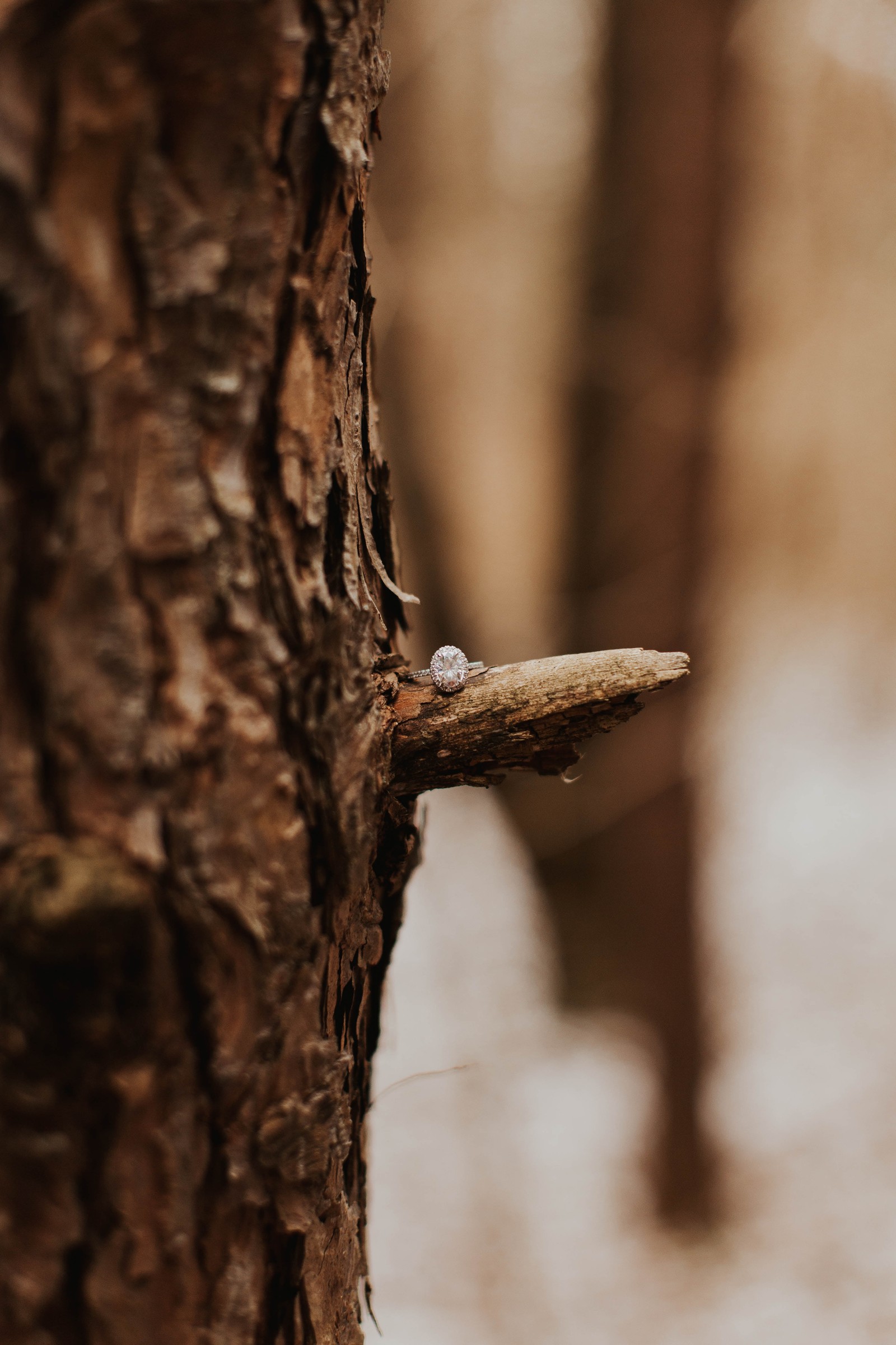 Un pequeño pájaro posado en una rama de árbol en el bosque (árbol, madera, maletero, marrón, ramo)