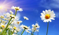 Lebendige Oxeye-Gänseblümchen gegen einen klaren blauen Himmel